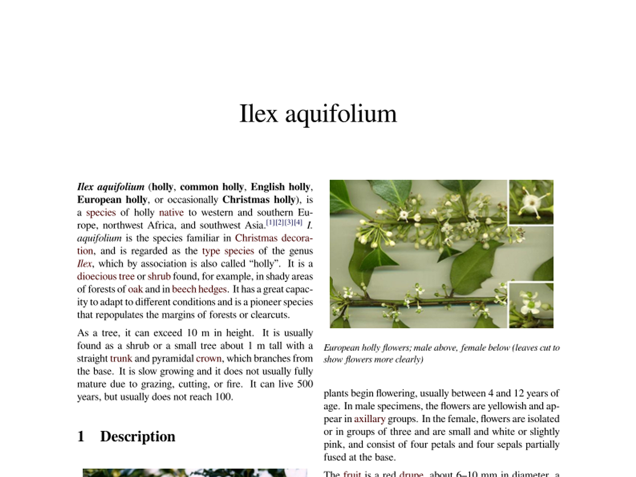Ilex_aquifolium_wiki_en