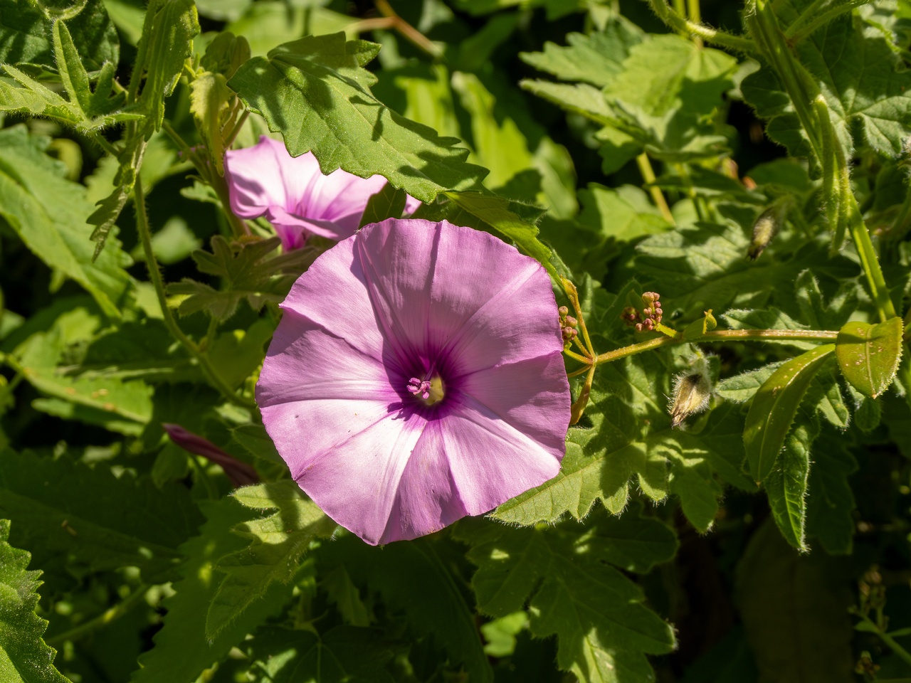 Convolvulus althaeoides _2025-05-13_1-1