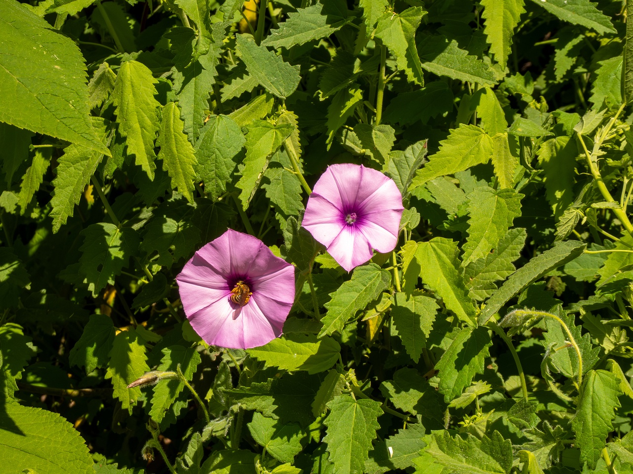Convolvulus althaeoides _2025-05-13_1-10