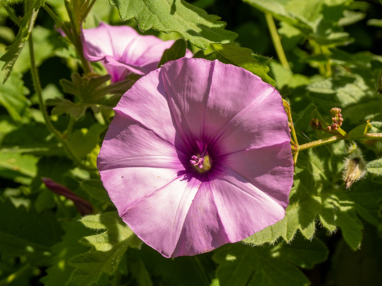 Convolvulus althaeoides _2025-05-13_1-2