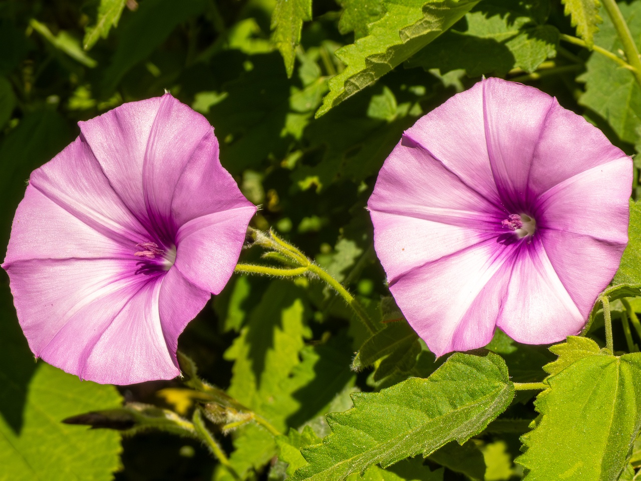 Convolvulus althaeoides _2025-05-13_1-3