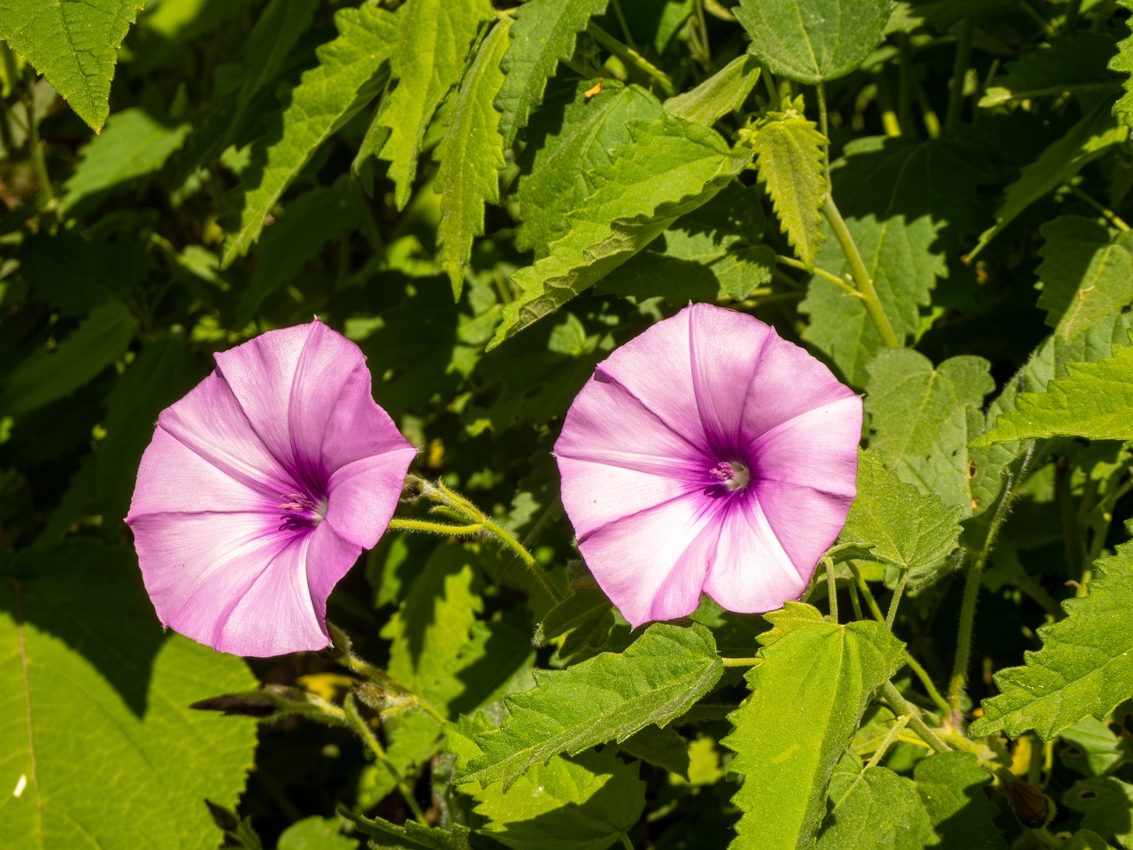 Convolvulus althaeoides _2025-05-13_1-4