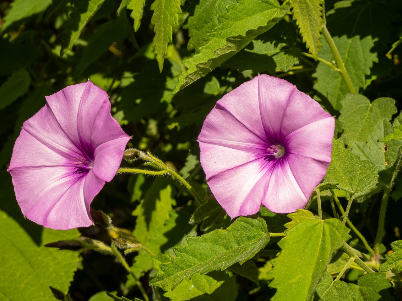 Convolvulus althaeoides _2025-05-13_1-5