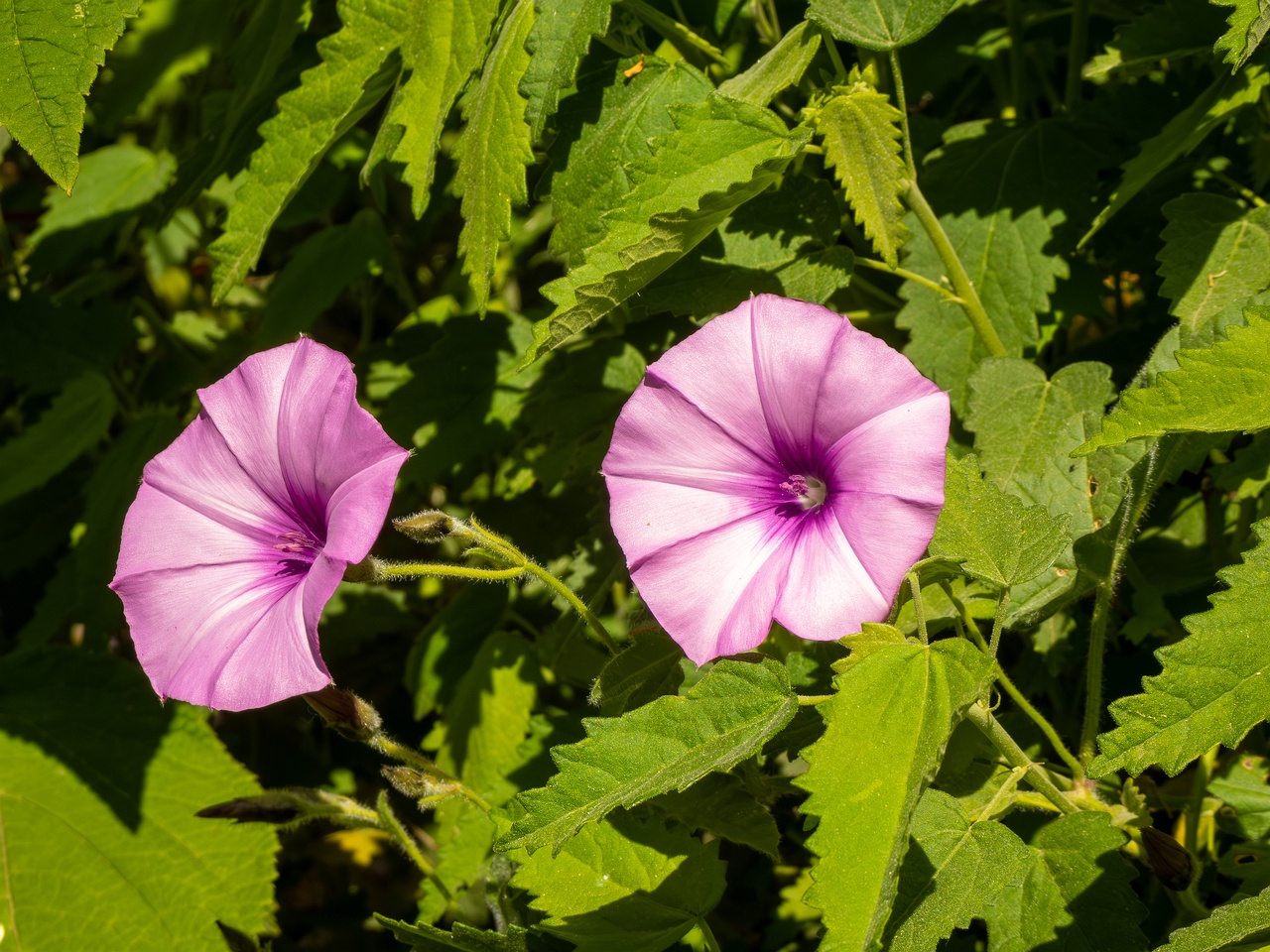 Convolvulus althaeoides _2025-05-13_1-6