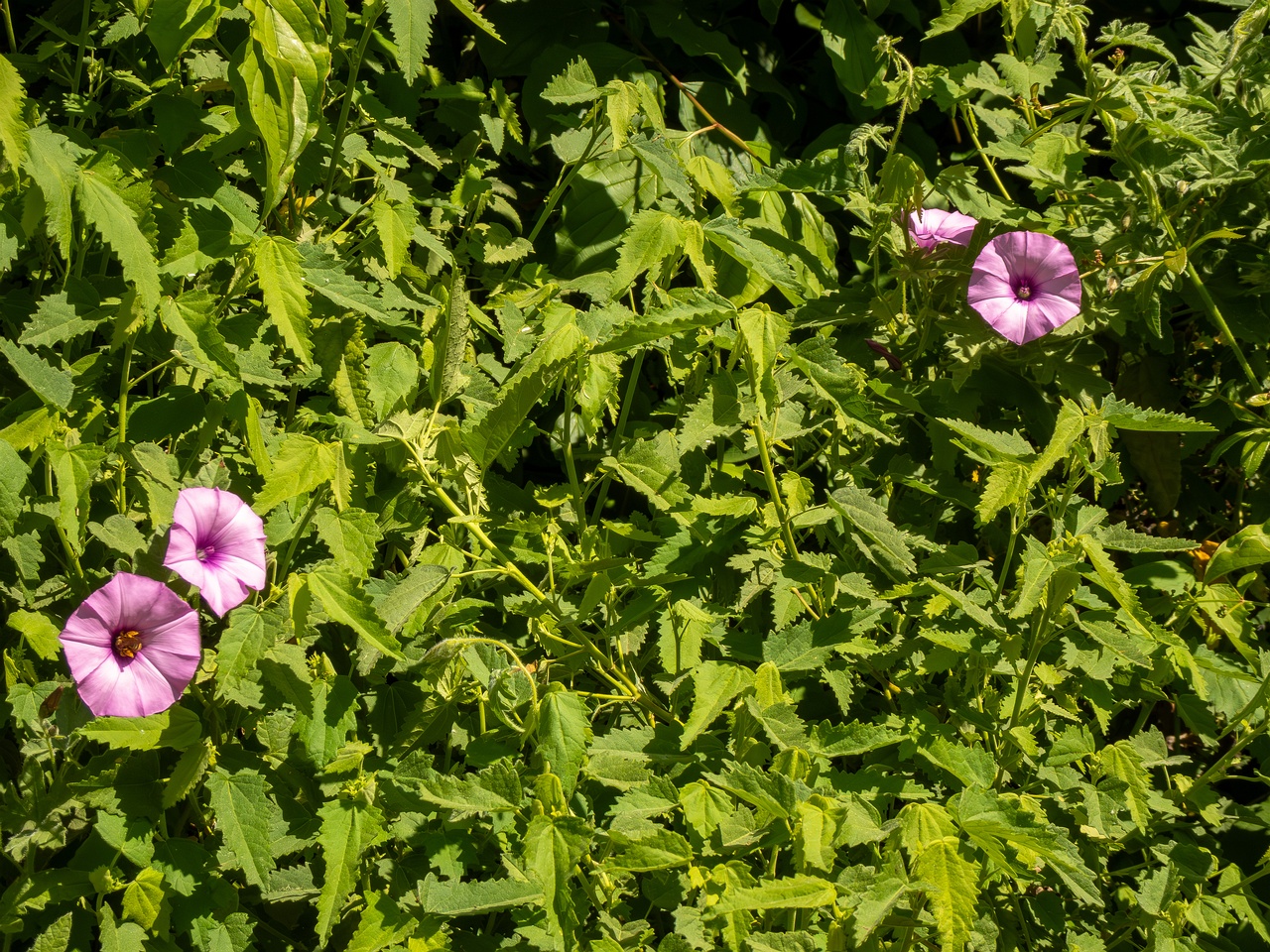 Convolvulus althaeoides _2025-05-13_1-9