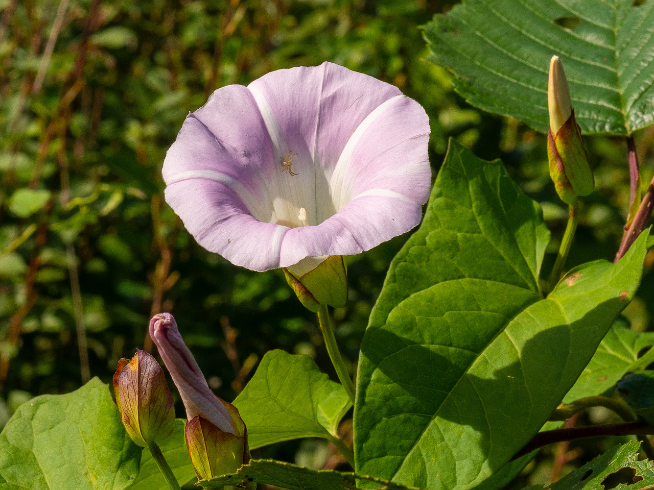 !calystegia-sepium-subsp-roseata_1-16