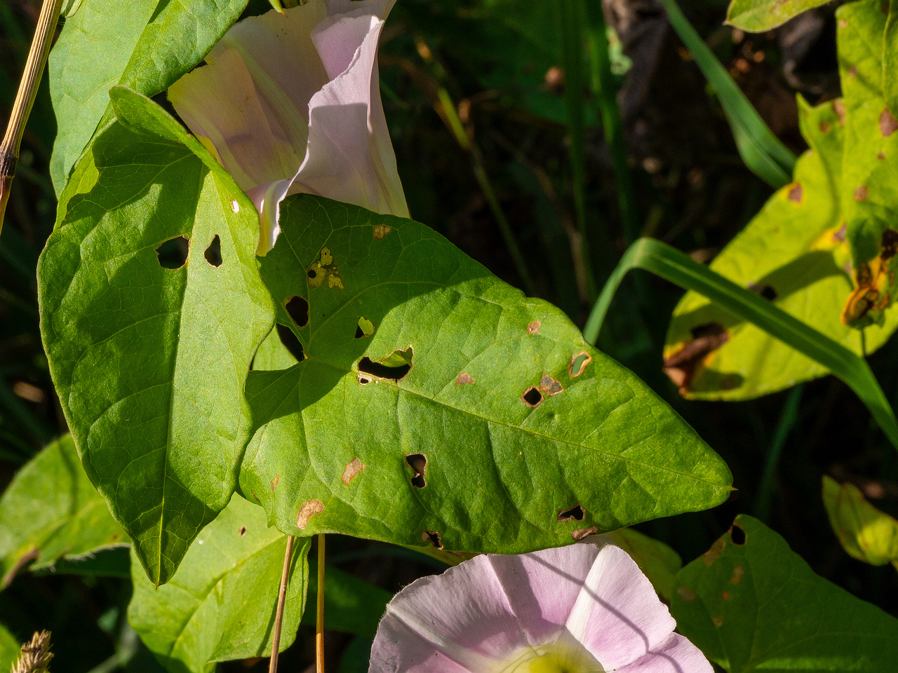 calystegia-sepium-subsp-roseata_1-1