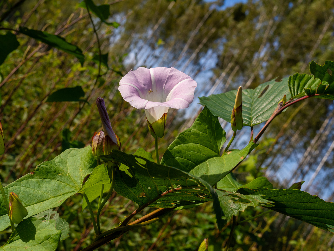 calystegia-sepium-subsp-roseata_1-10