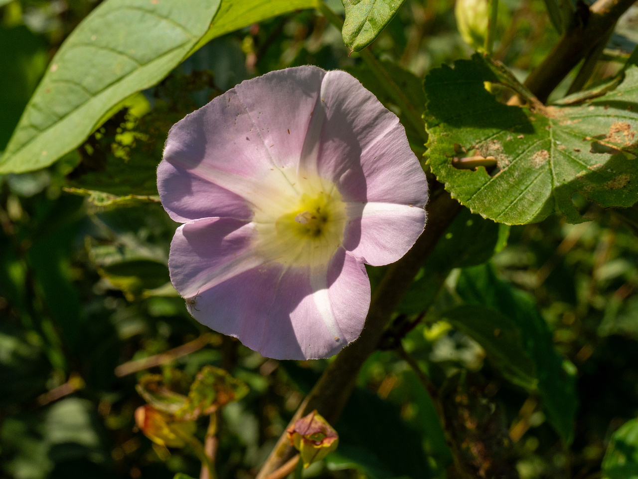 calystegia-sepium-subsp-roseata_1-11