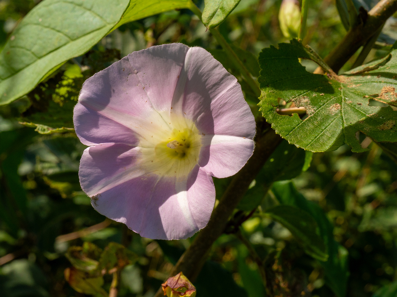 calystegia-sepium-subsp-roseata_1-12