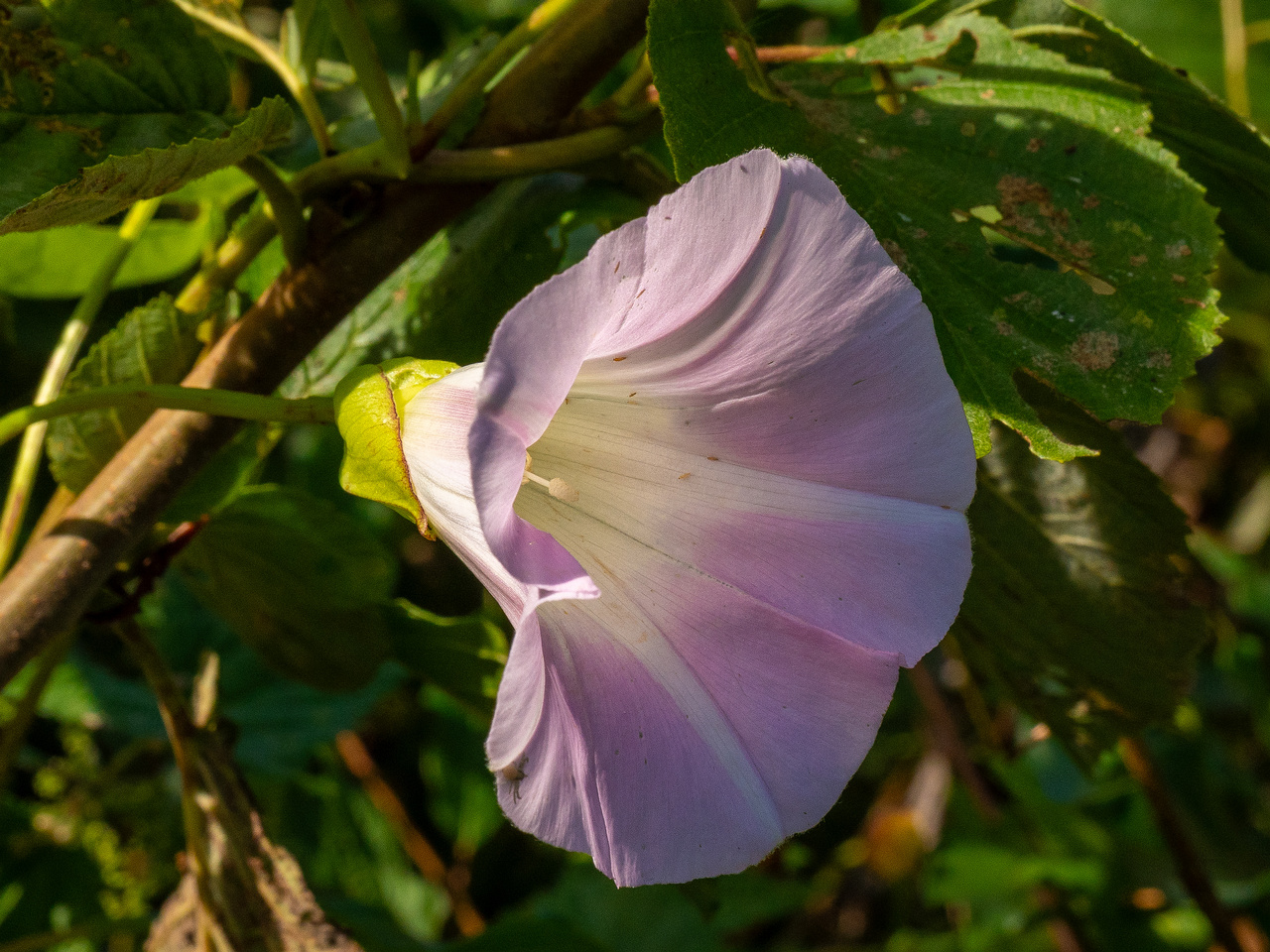 calystegia-sepium-subsp-roseata_1-13