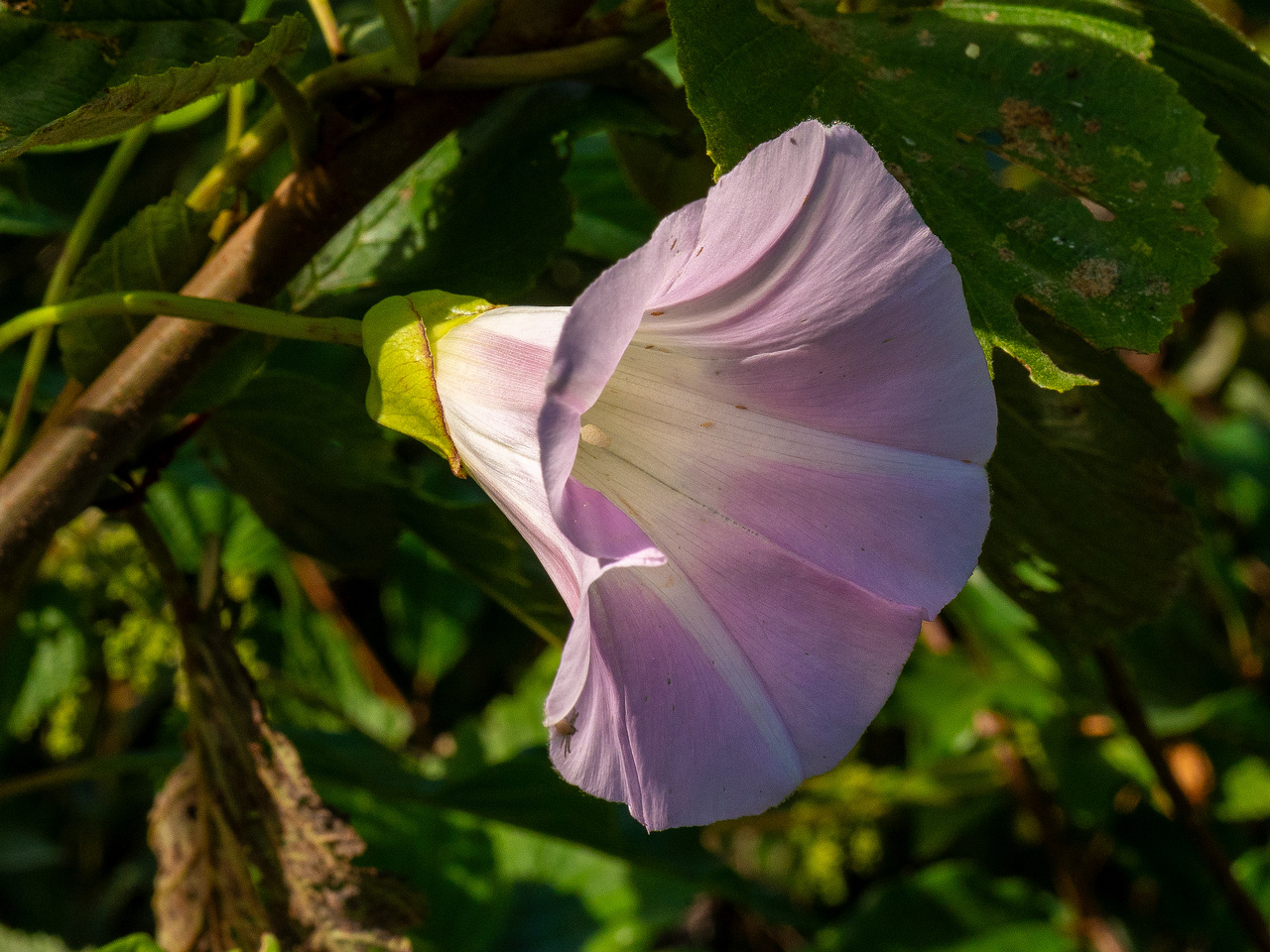 calystegia-sepium-subsp-roseata_1-14