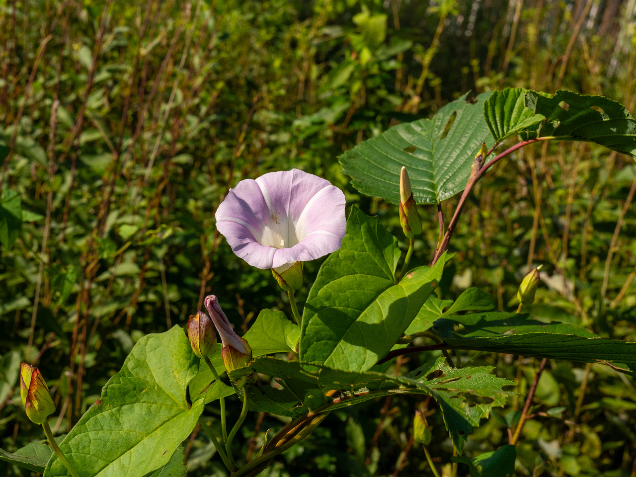 calystegia-sepium-subsp-roseata_1-15