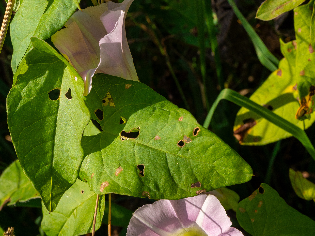 calystegia-sepium-subsp-roseata_1-2