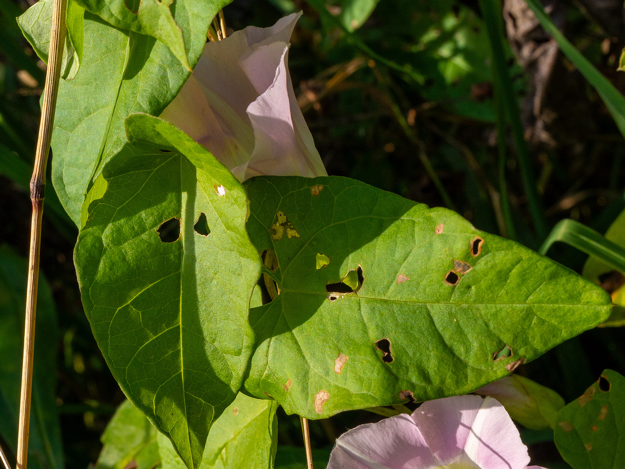 calystegia-sepium-subsp-roseata_1-3