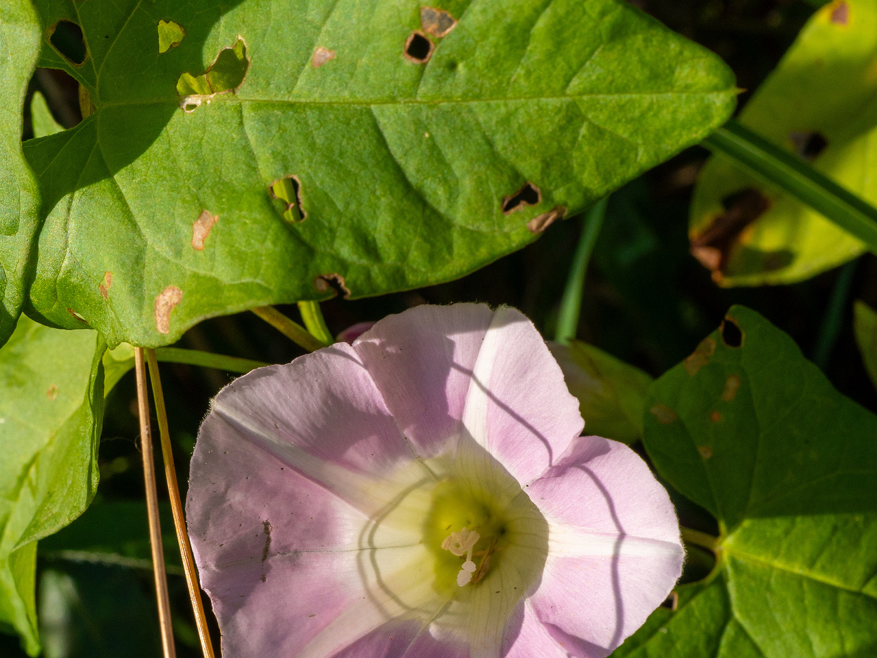 calystegia-sepium-subsp-roseata_1-4