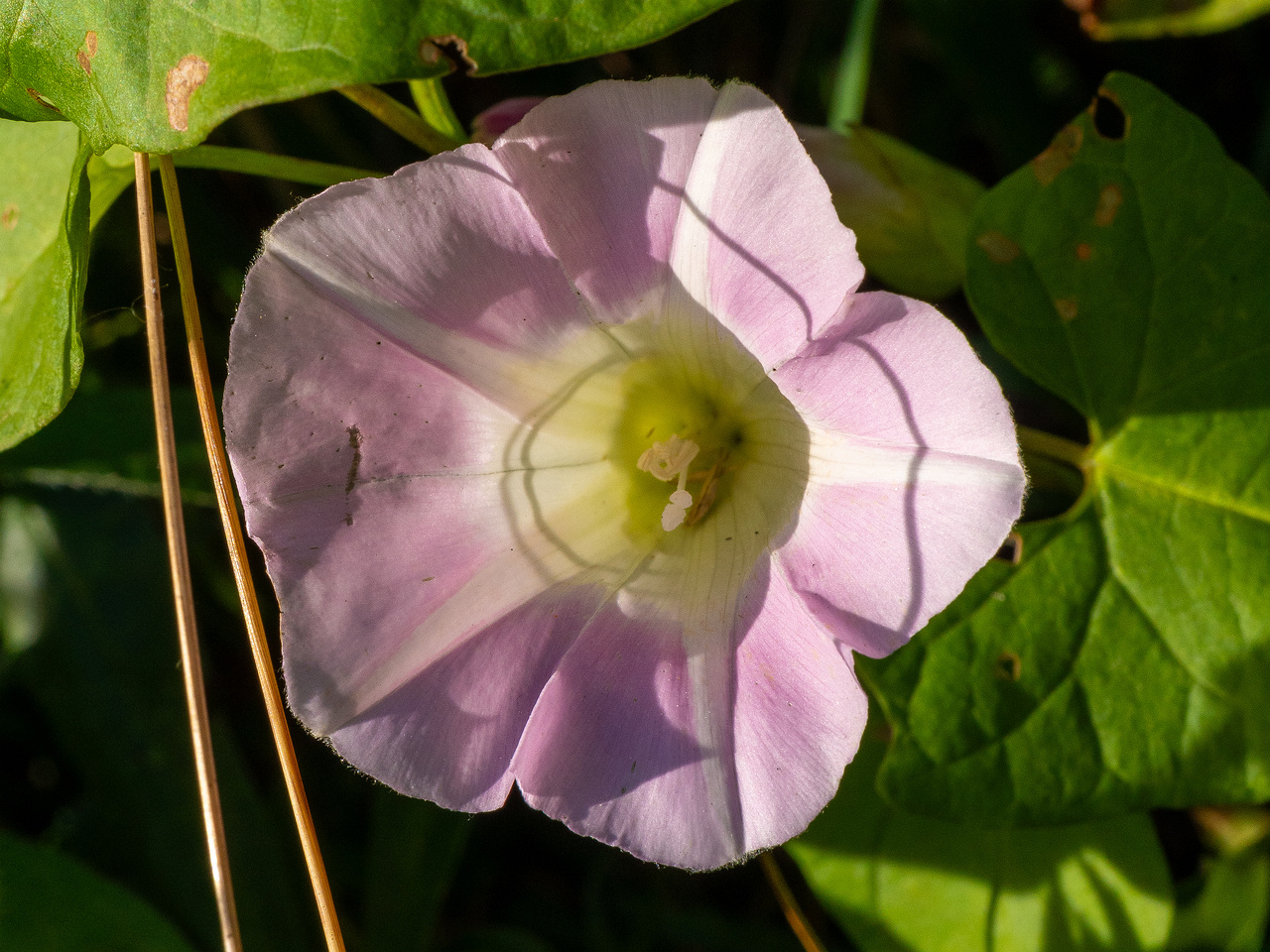 calystegia-sepium-subsp-roseata_1-5