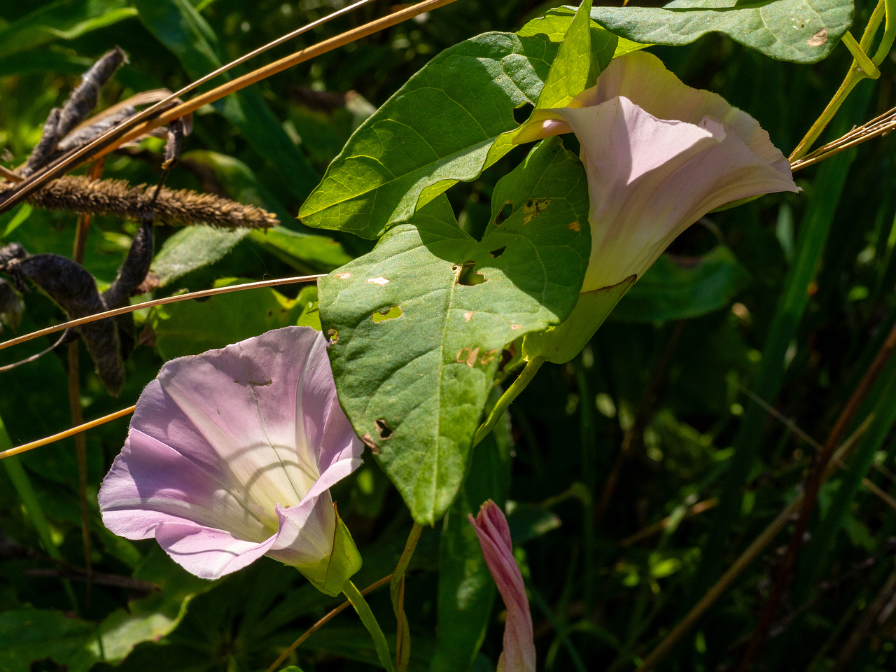 calystegia-sepium-subsp-roseata_1-6