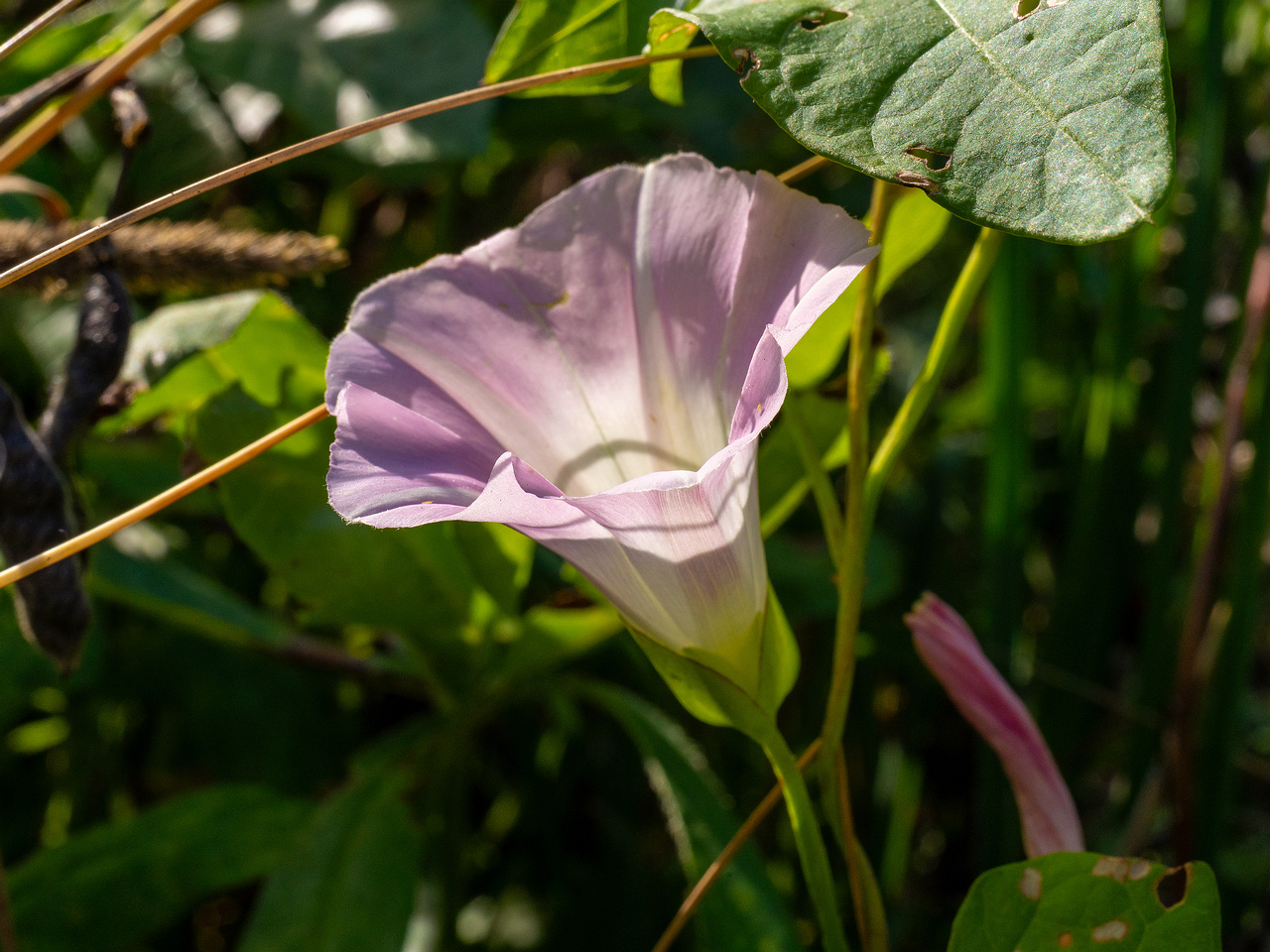 calystegia-sepium-subsp-roseata_1-7