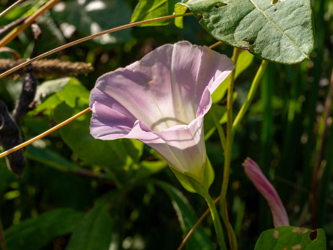 calystegia-sepium-subsp-roseata_1-8