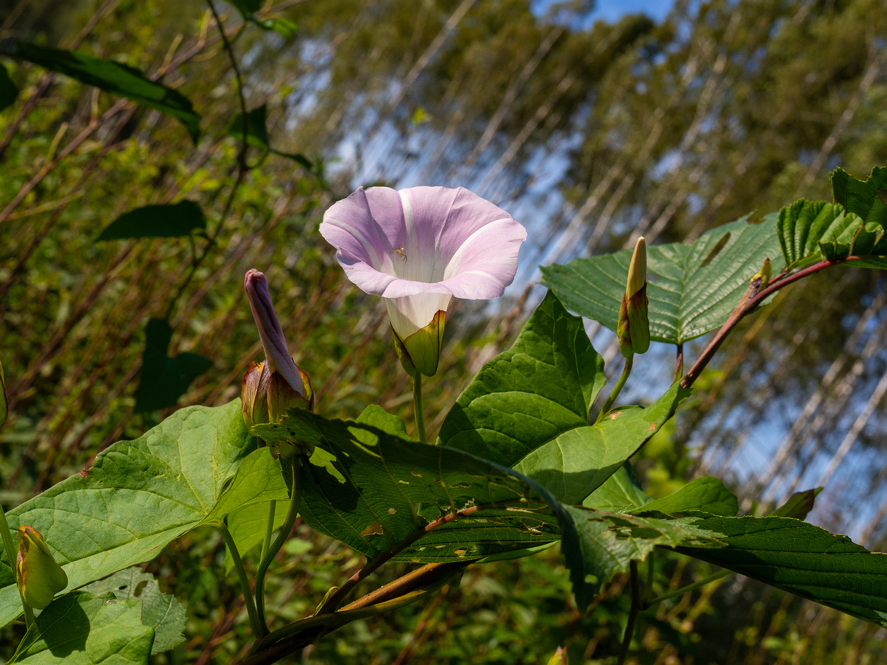 calystegia-sepium-subsp-roseata_1-9