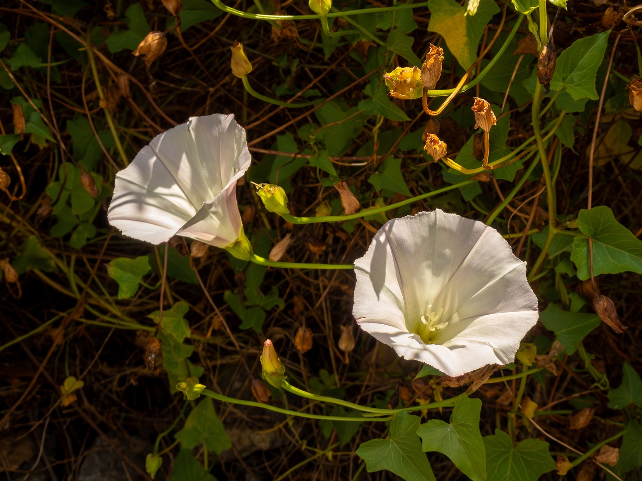 !Calystegia macrostegia _2025-05-13_1-1
