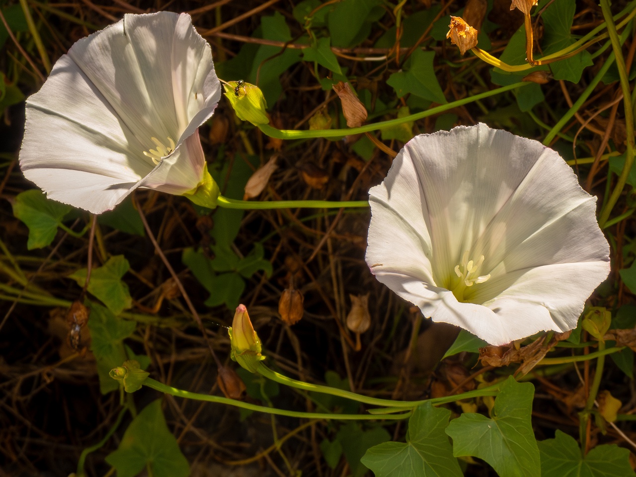 Calystegia macrostegia _2025-05-13_1-2