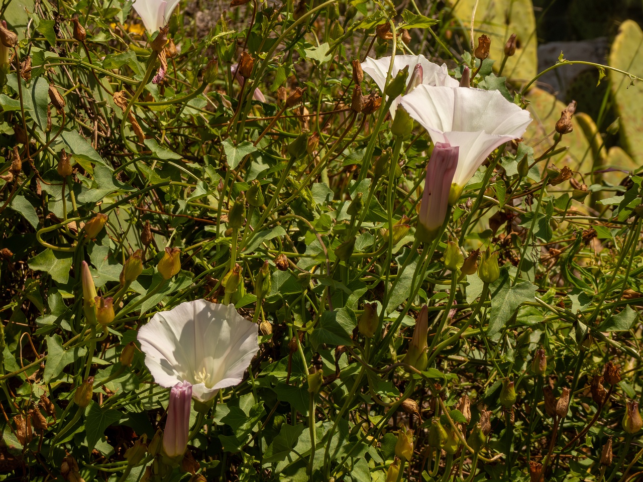 Calystegia macrostegia _2025-05-13_1-3