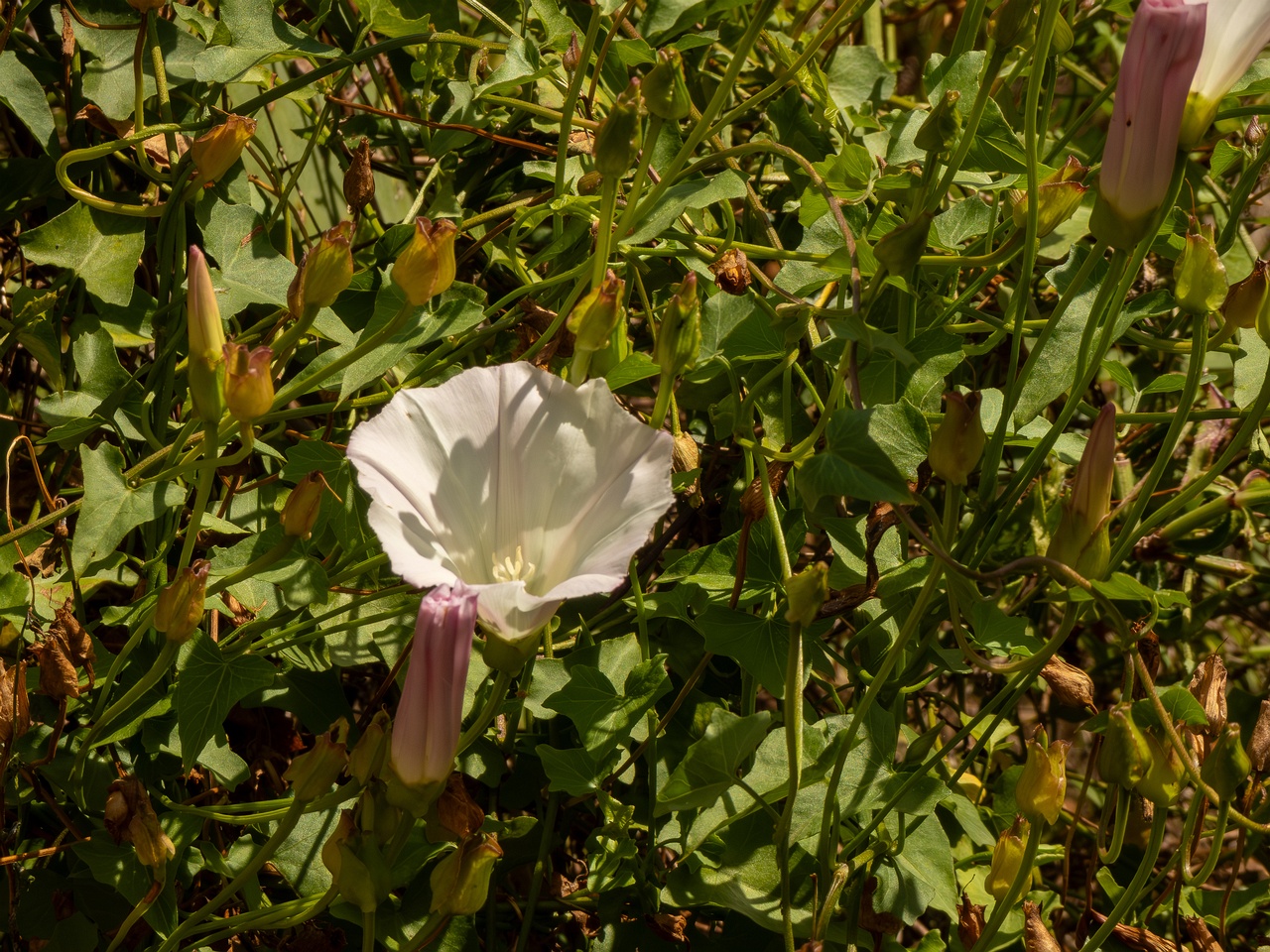 Calystegia macrostegia _2025-05-13_1-4