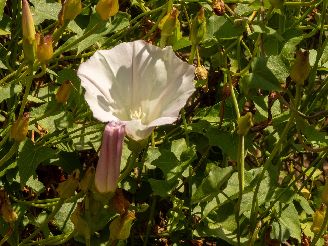 Calystegia macrostegia _2025-05-13_1-5