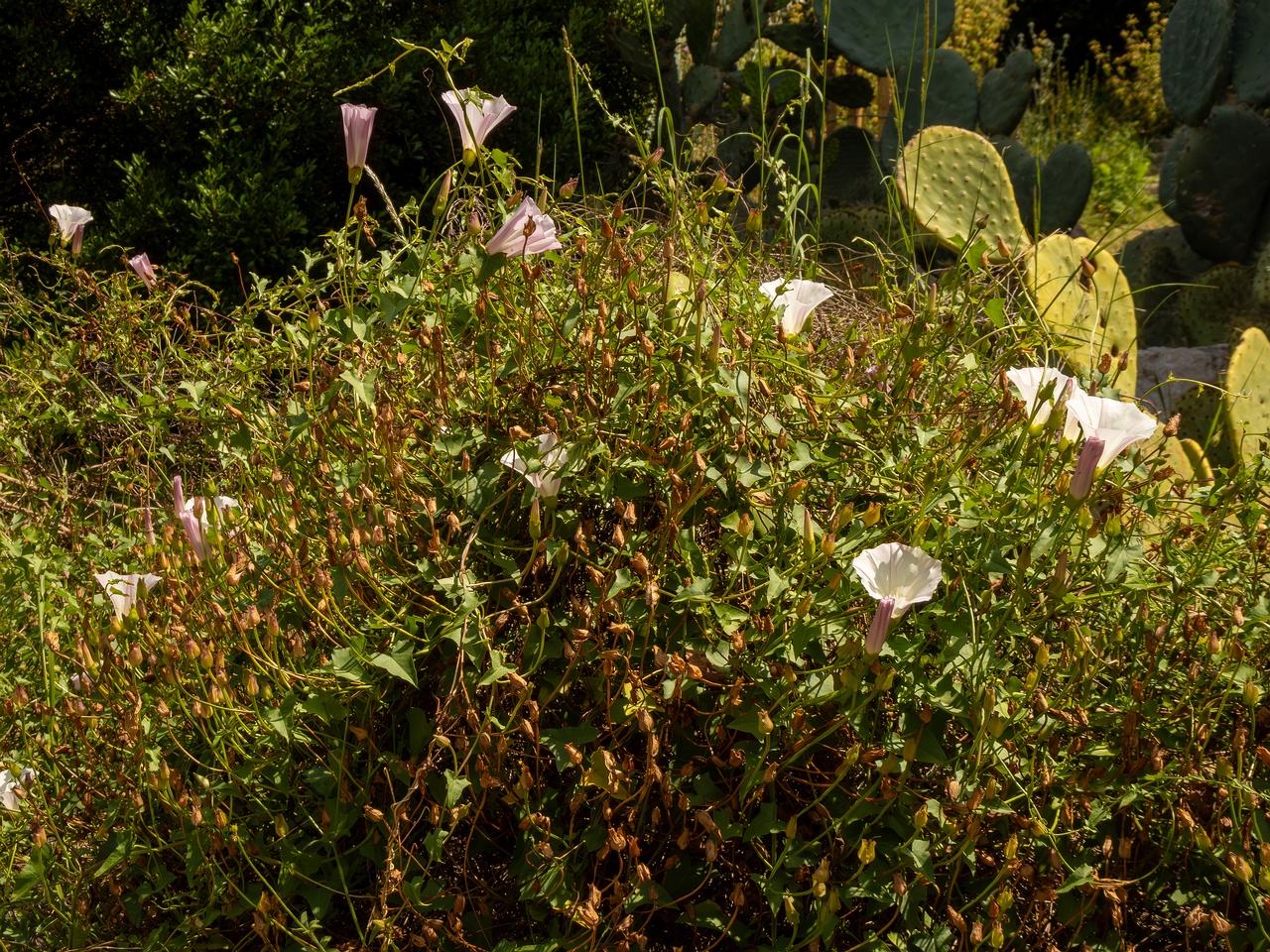 Calystegia macrostegia _2025-05-13_1-6