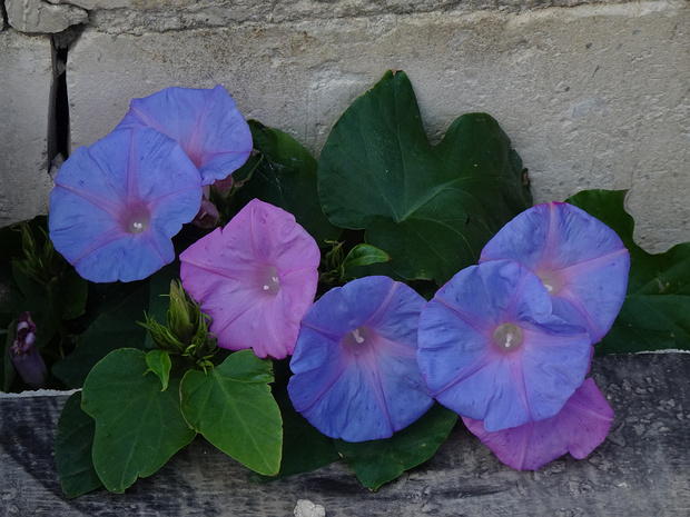 Ипомея индийская - Ipomoea indica