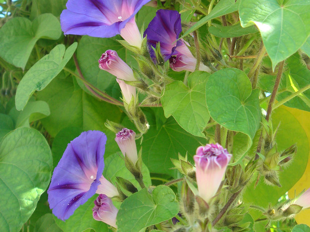Ипомея пурпурная - Ipomoea purpurea
