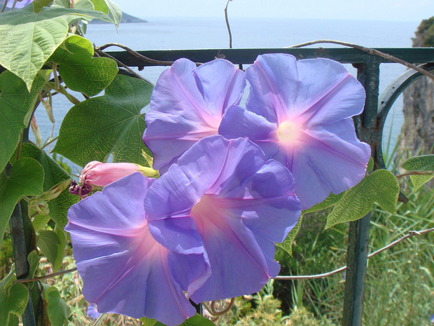 Ипомея фиолетовая - Ipomoea violacea