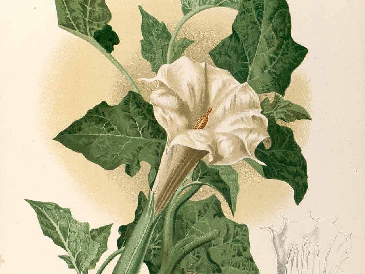 Datura metel (Francisco Manuel Blanco. Flora de Filipinas. Según el sistema de Linneo)