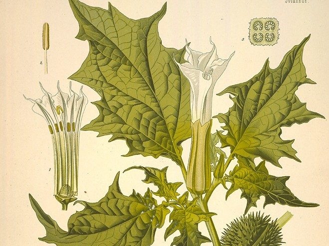 Datura stramonium (Franz Eugen Köhler. Köhler’s Medizinal-Pflanzen)