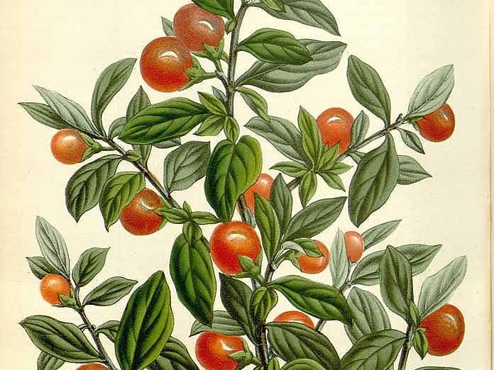 Solanum pseudocapsicum. (Houtte, L. van. Flore des serres et des jardin de l’Europe)