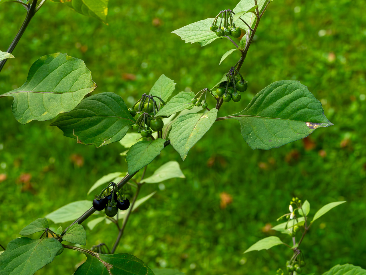 botanical_garden_tallinn_agricultural_plants-1