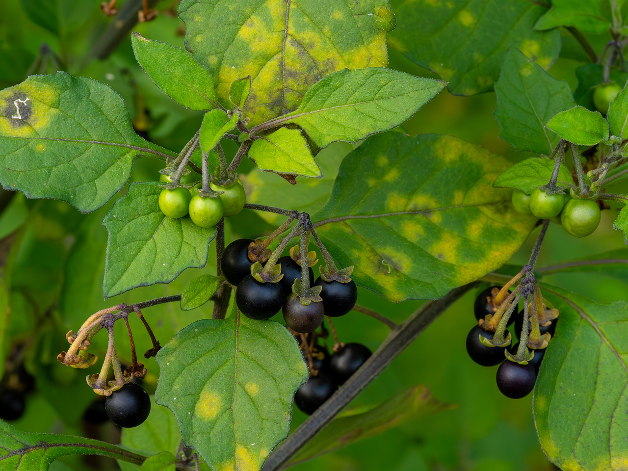 botanical_garden_tallinn_agricultural_plants-10