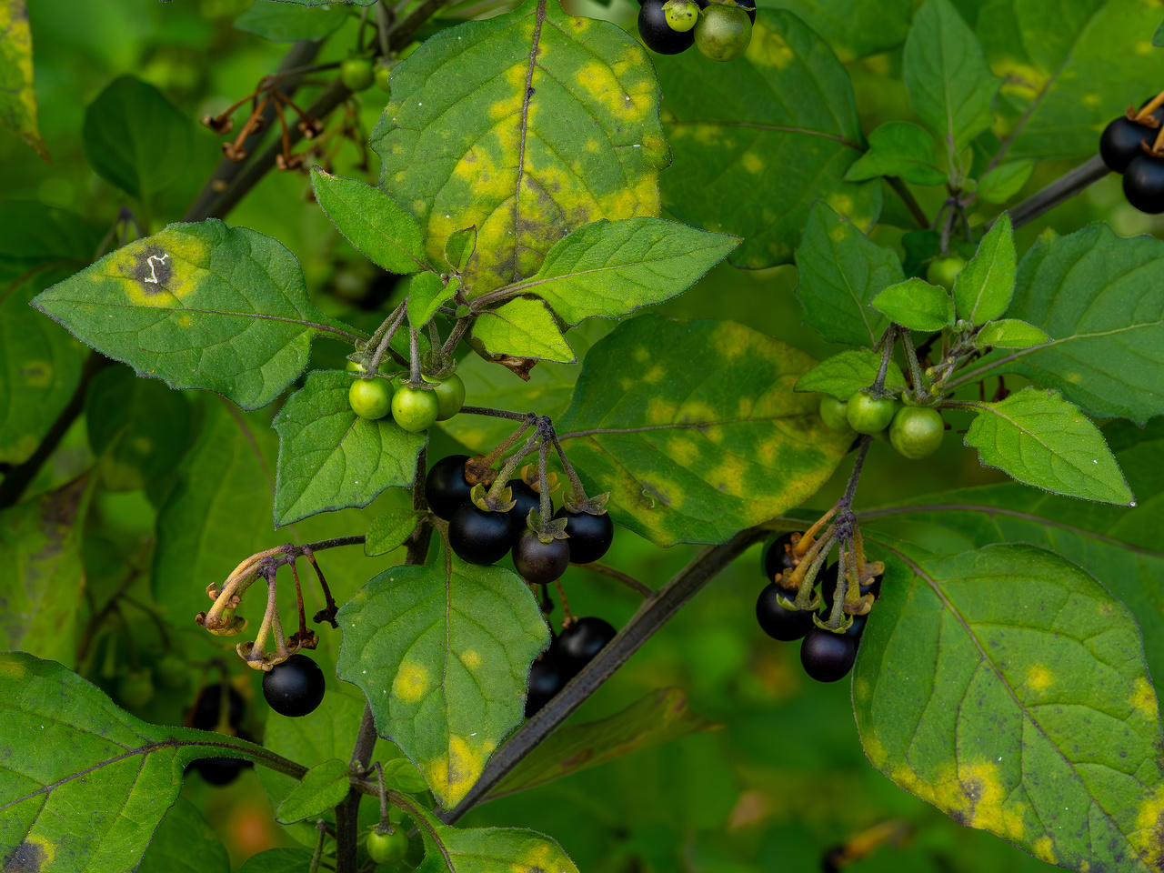 botanical_garden_tallinn_agricultural_plants-11