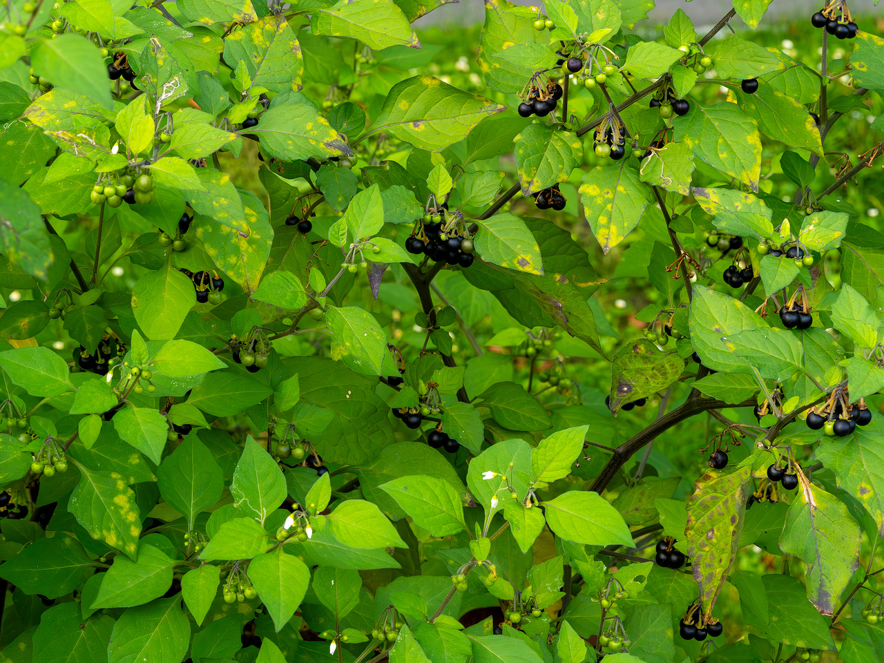 botanical_garden_tallinn_agricultural_plants-16