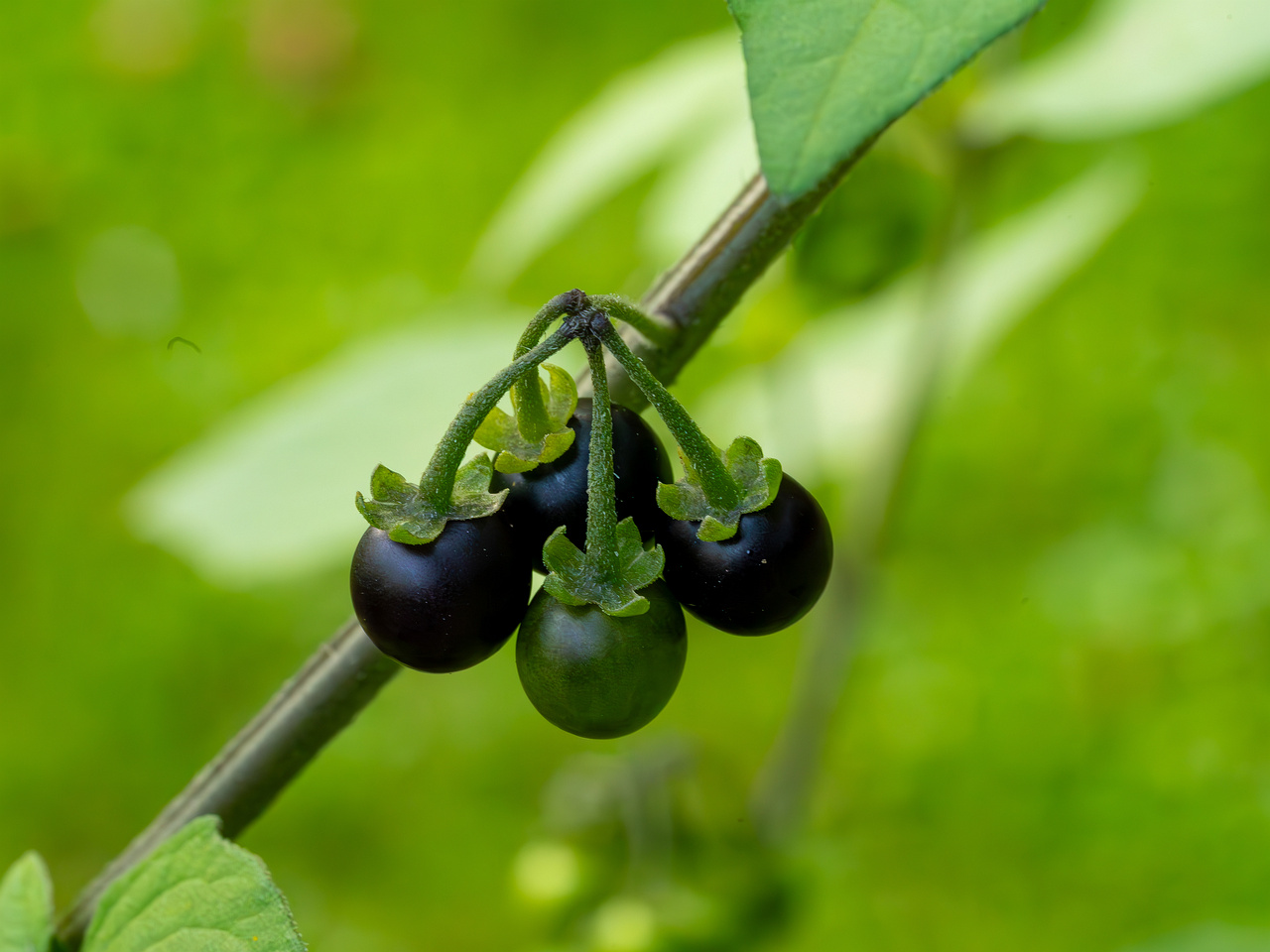 botanical_garden_tallinn_agricultural_plants-2