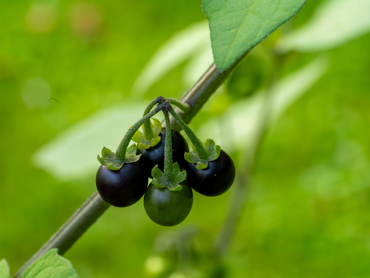 botanical_garden_tallinn_agricultural_plants-3