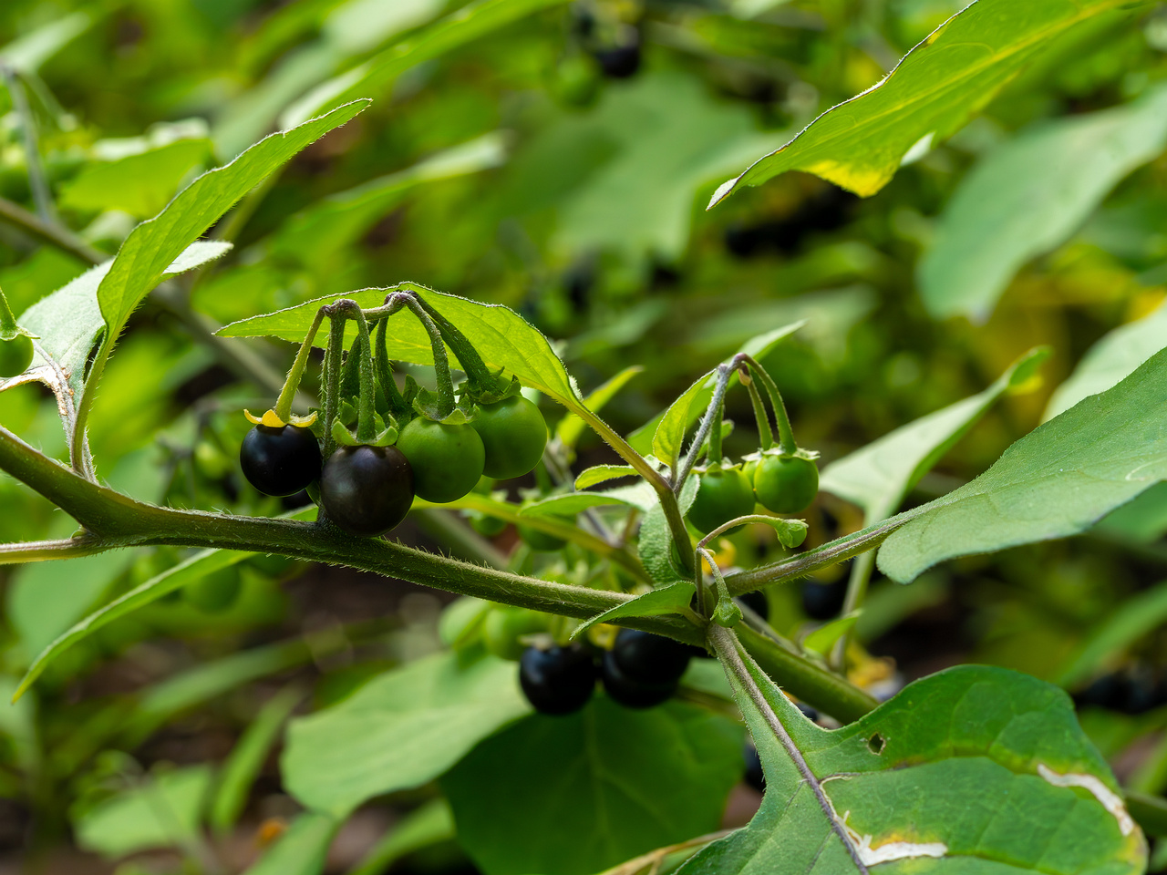 botanical_garden_tallinn_agricultural_plants-4