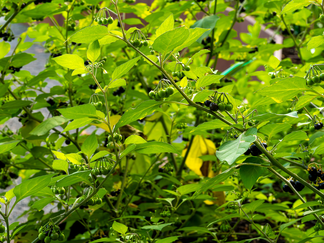 botanical_garden_tallinn_agricultural_plants-6