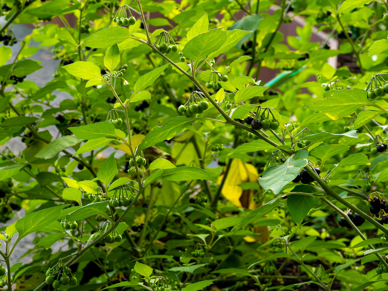 botanical_garden_tallinn_agricultural_plants-7