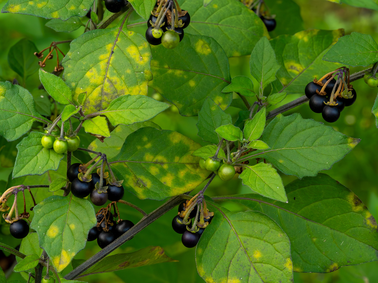 botanical_garden_tallinn_agricultural_plants-8