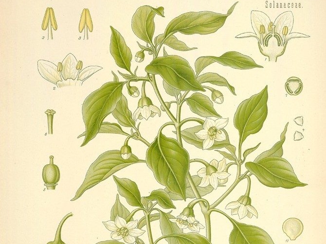 Capsicum annuum (Franz Eugen Köhler. Köhler’s Medizinal-Pflanzen)