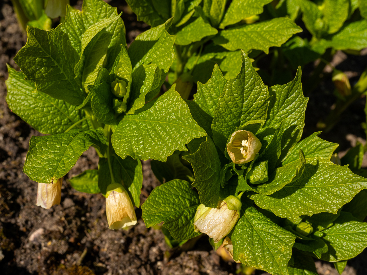 !scopolia-carniolica-f-hladnikiana_2025-04-26_1-1