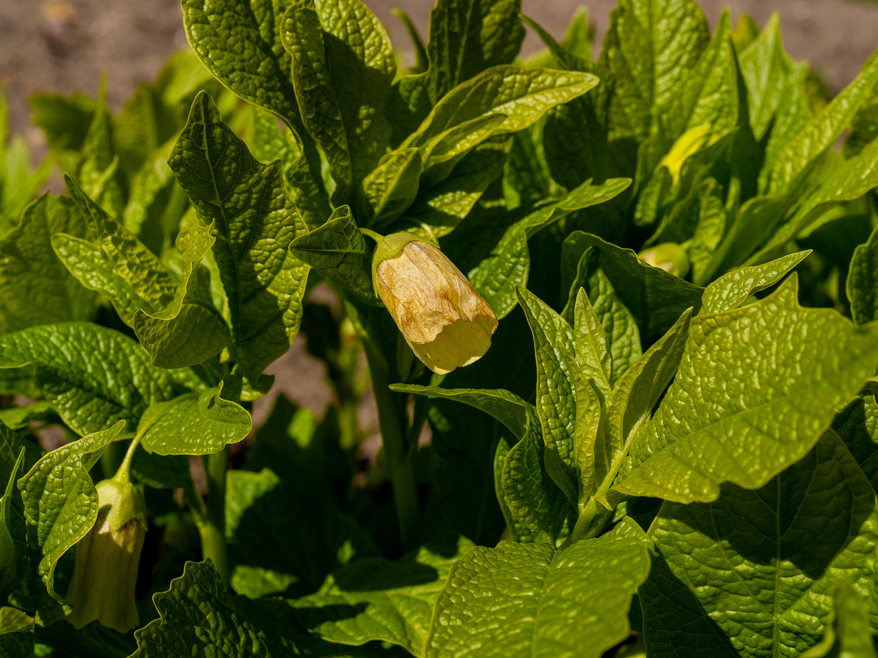 scopolia-carniolica-f-hladnikiana_2025-04-26_1-2